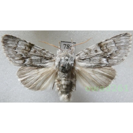 Acronicta menyanthidis (Esper, 1789) Czech78a
